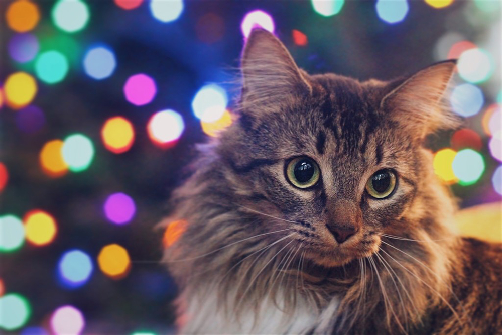 litière Maine Coon