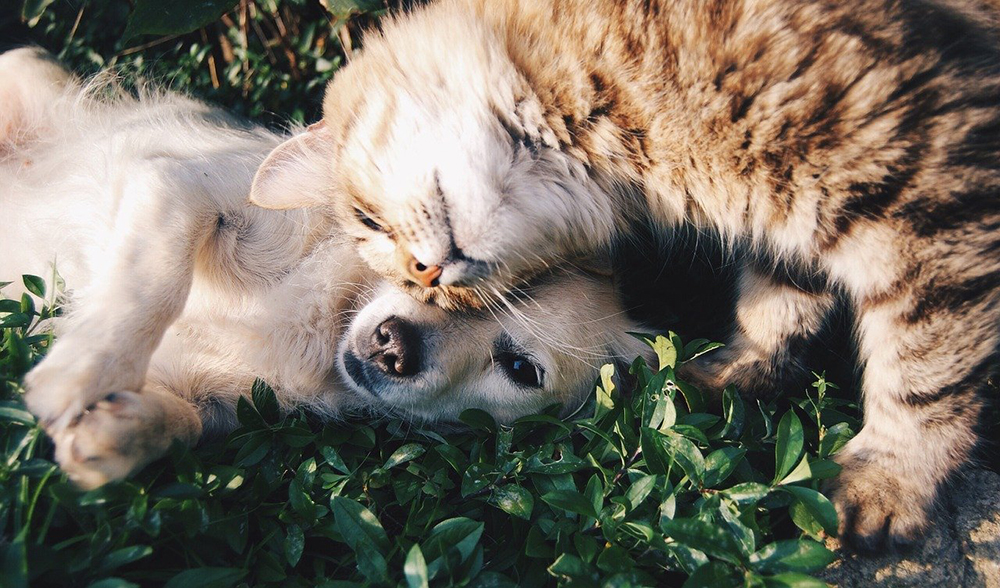 croquettes chat