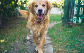 croquettes pour chien