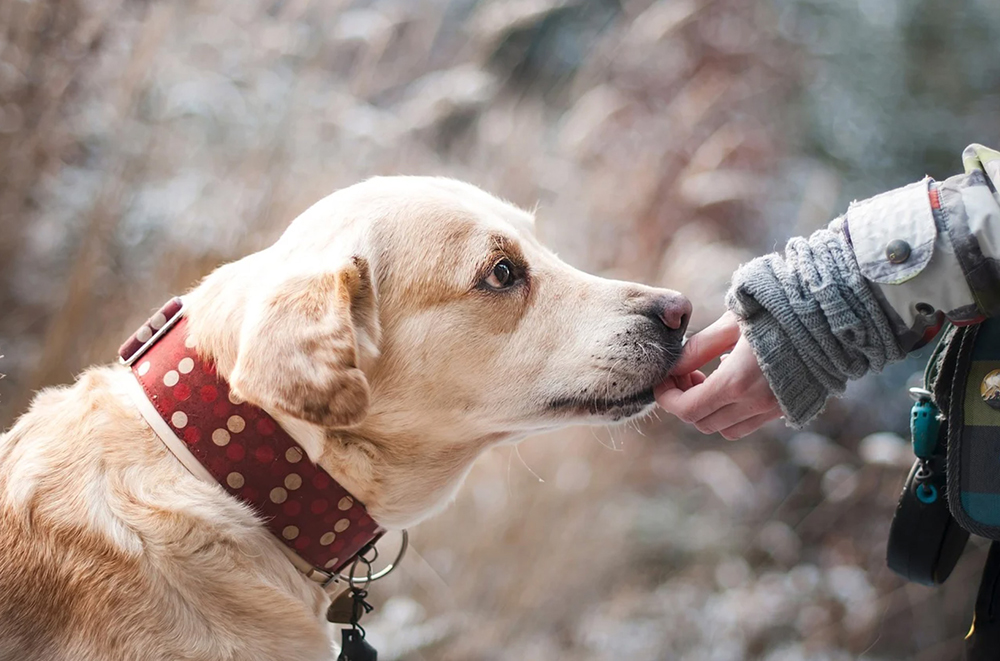 alimentation chien