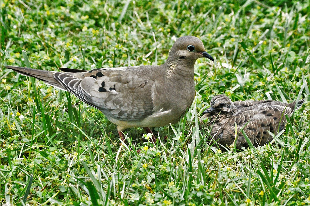 bébé pigeon