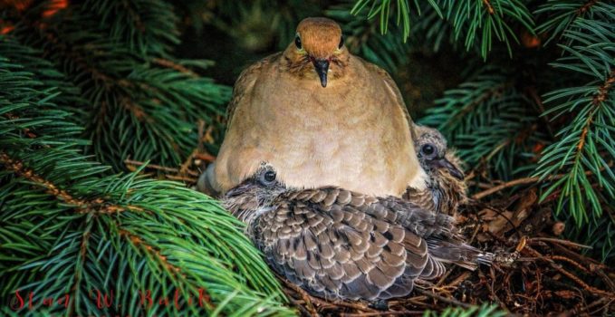 bébé pigeon