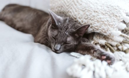 Bain Du Chat Comment Laver Correctement Son Chaton Bain Du Chat Comment Laver Correctement Son Chaton