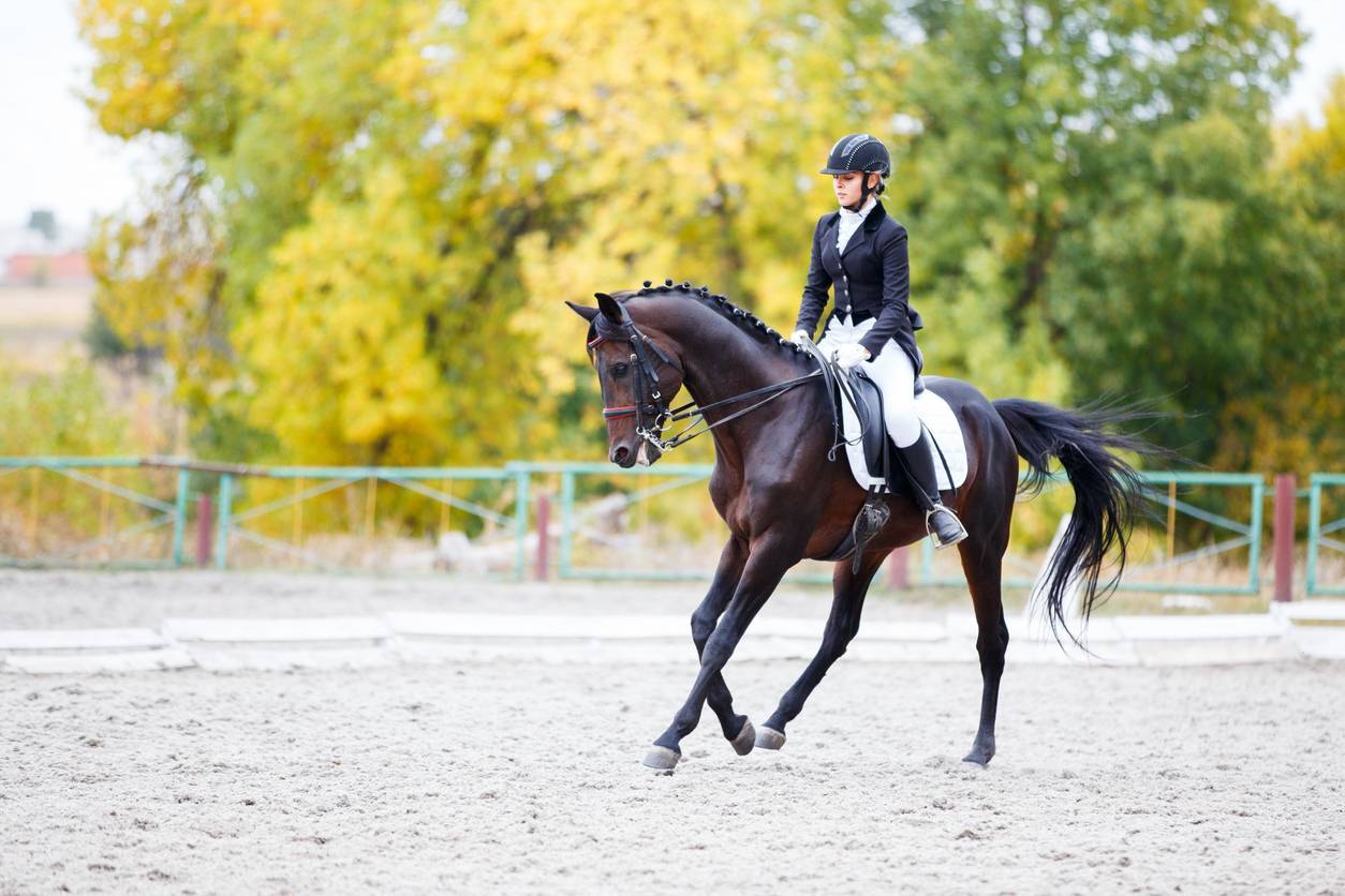 équitation éthologique