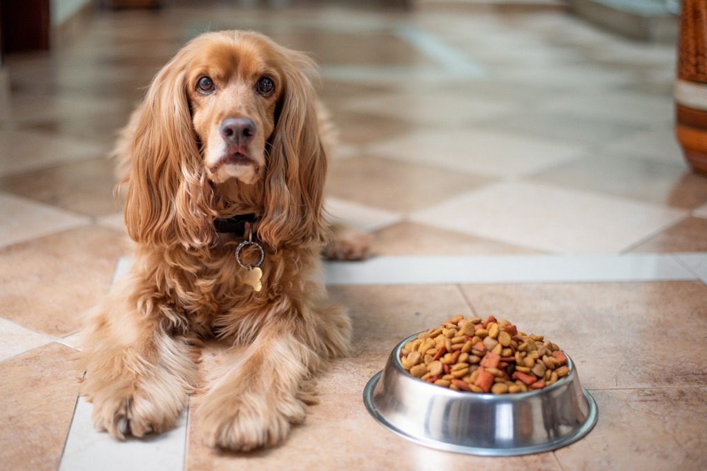 les insectes dans les aliments pour chiens