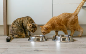 alimentation pour les chats