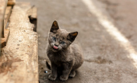 Le Chat Sauvage A Pieds Noirs Decouvrez Le Felis Nigripes