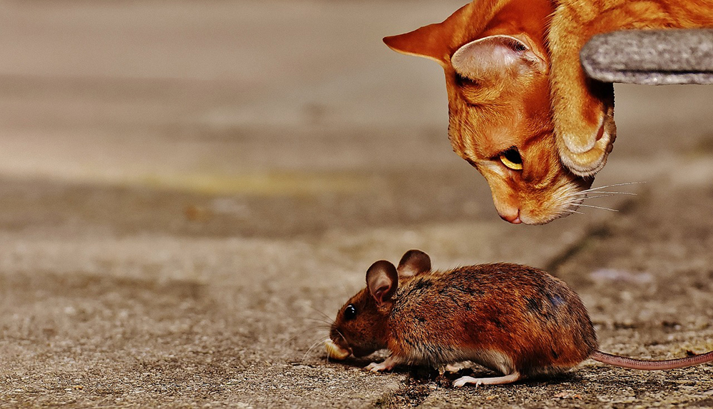 se débarrasser des souris