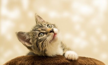 Prendre soin chat