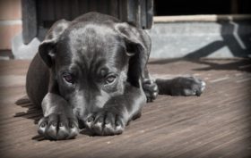 animaux de compagnie