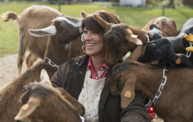 travail avec animaux