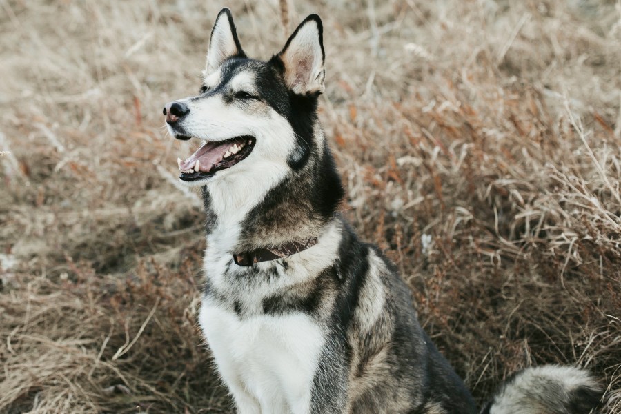 husky