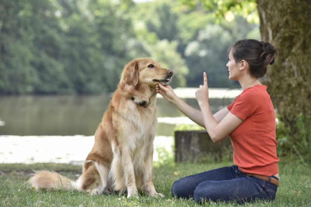 apprentissage du chien