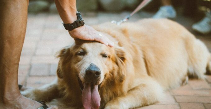 assurance animaux