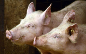 Comment choisir son abreuvoir pour cochon ?