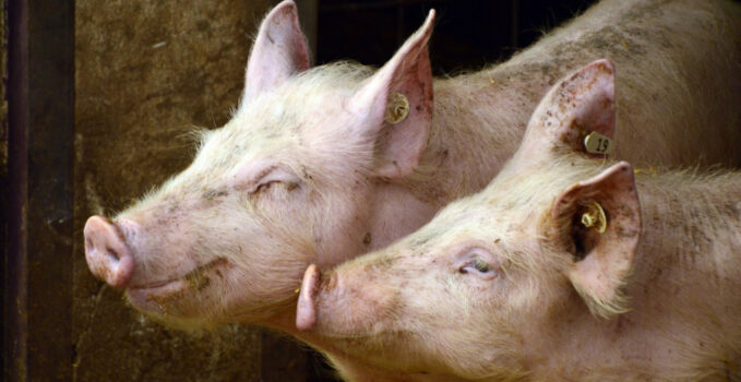 Comment choisir son abreuvoir pour cochon ?