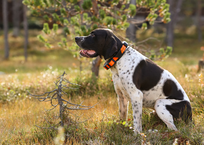 Comment bien choisir un collier GPS pour son chien ? - Nos conseils et  astuces