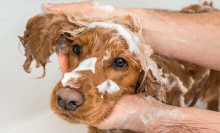 Comment protéger un chien contre les moustiques et soigner une 