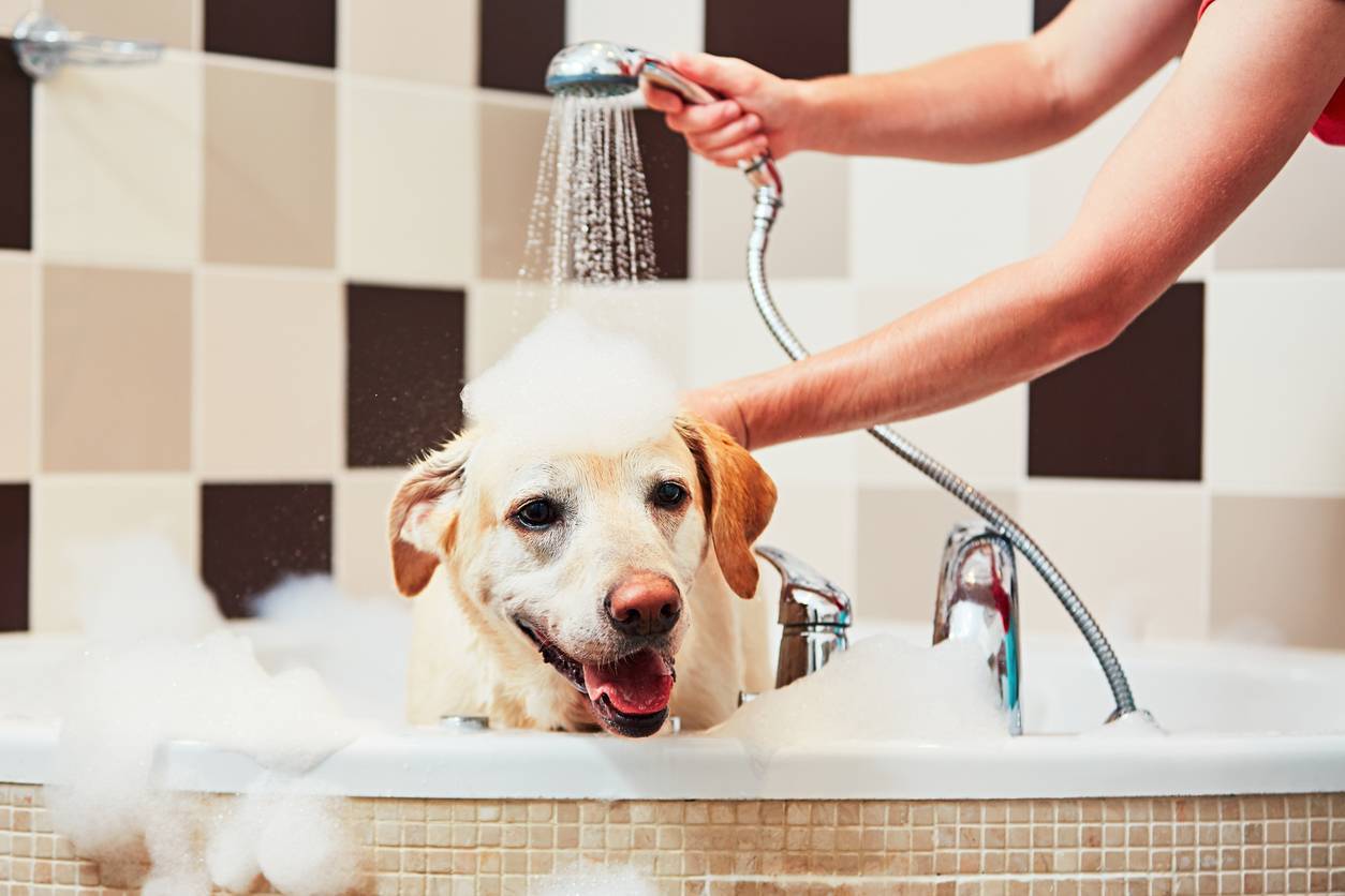 Chien prenant un bain