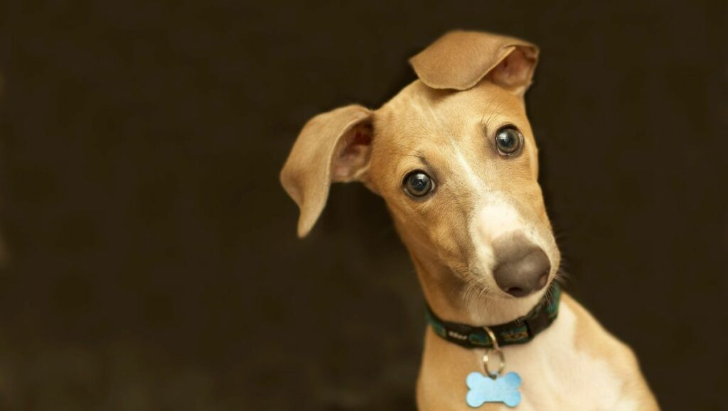 médaille pour chien