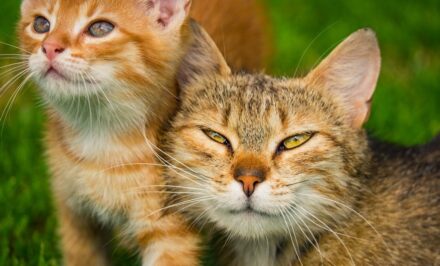 Presentation De Muta Le Sosie Du Chat Potte