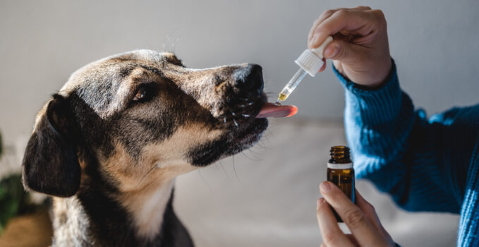 Goutte-CBD-pour-chien