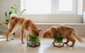 plantes et les chiens