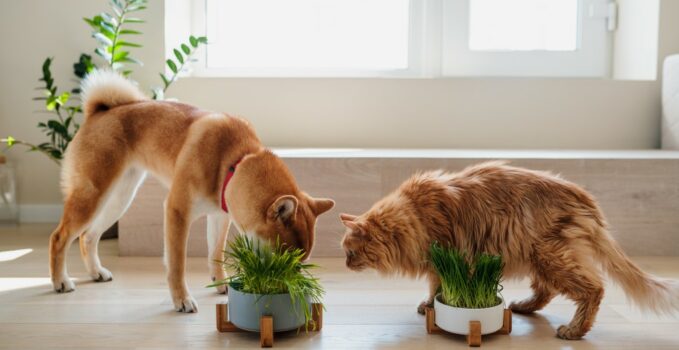 plantes et les chiens