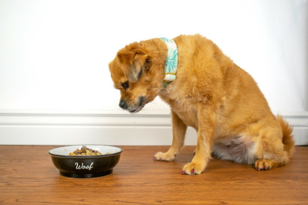 supplémentation nutritionnelle chien