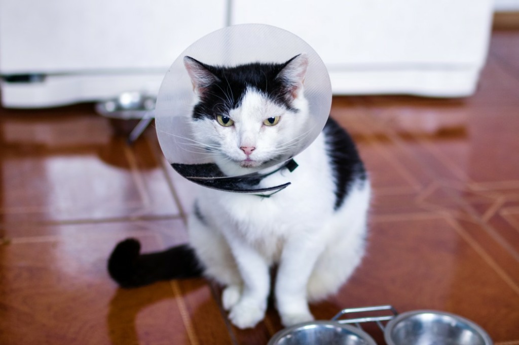 vétérinaire à domicile pour chat
