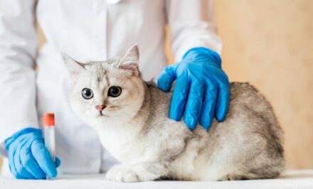 Les Tumeurs Et Cancers Du Chat Les Tumeurs Et Cancers Du Chat