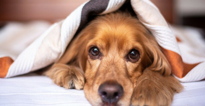Pour prendre soin de votre chien, pensez à souscrire une assurance animaux