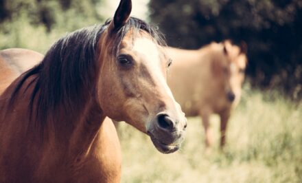 chevaux