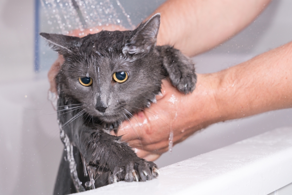 entretien poils de chat