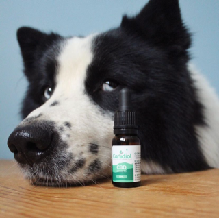 huile CBD chien Canidiol