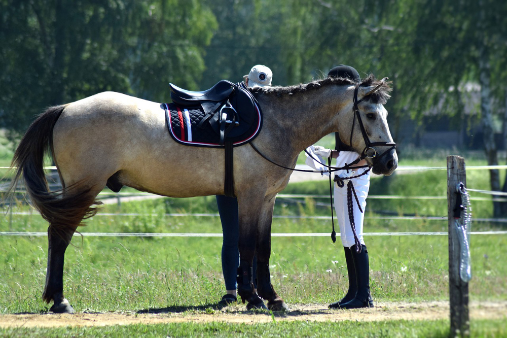 selle pour chevaux