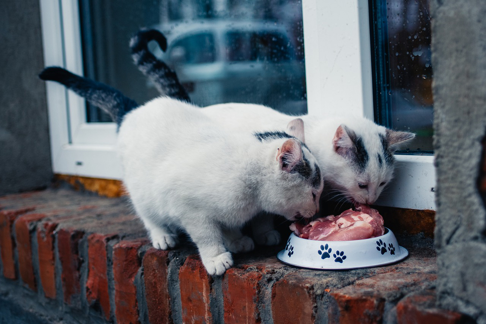 aliment pour chat