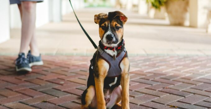 choisir un harnais pour chien