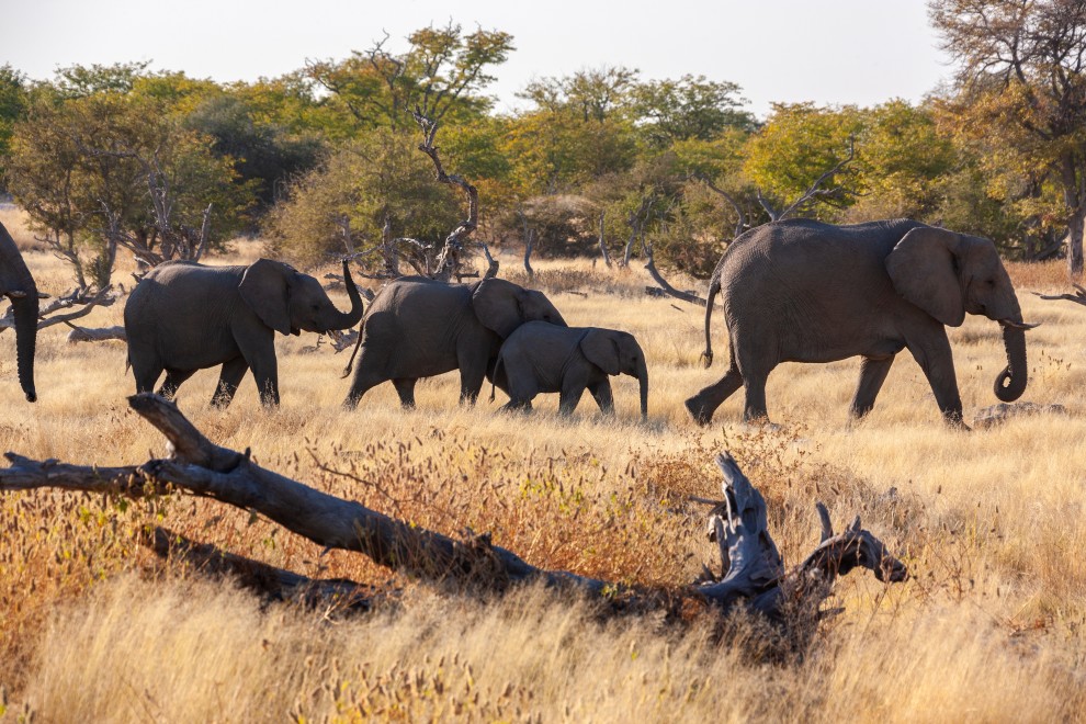 национальный парк Addo Elephant