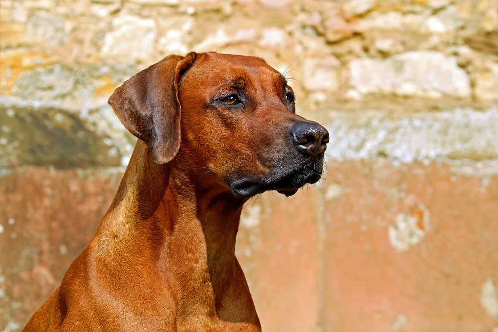 races de chiens