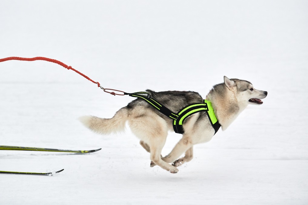 un harnais confortable pour chien