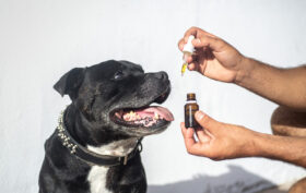 huile cbd pour chien