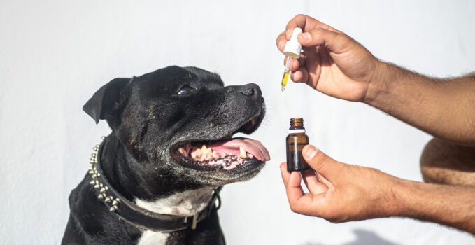 huile cbd pour chien