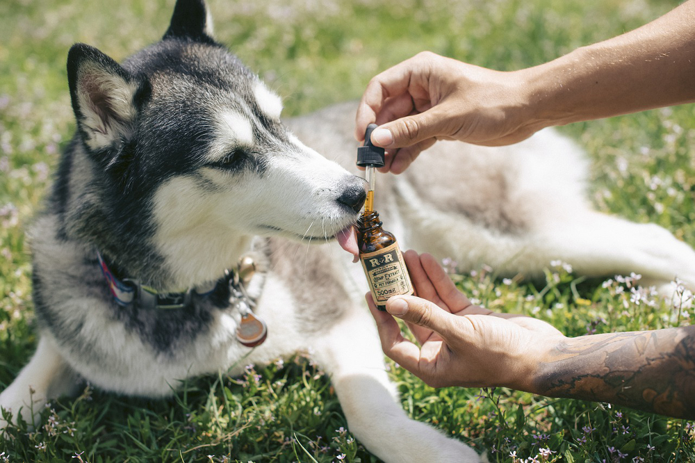 produits cbd pour chien