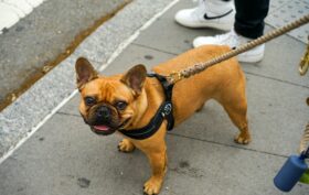 Chien bouledogue français