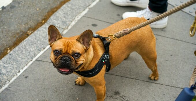 Chien bouledogue français