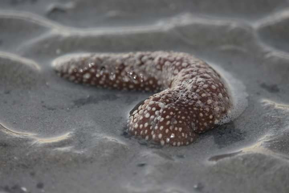 à savoir bêche de mer