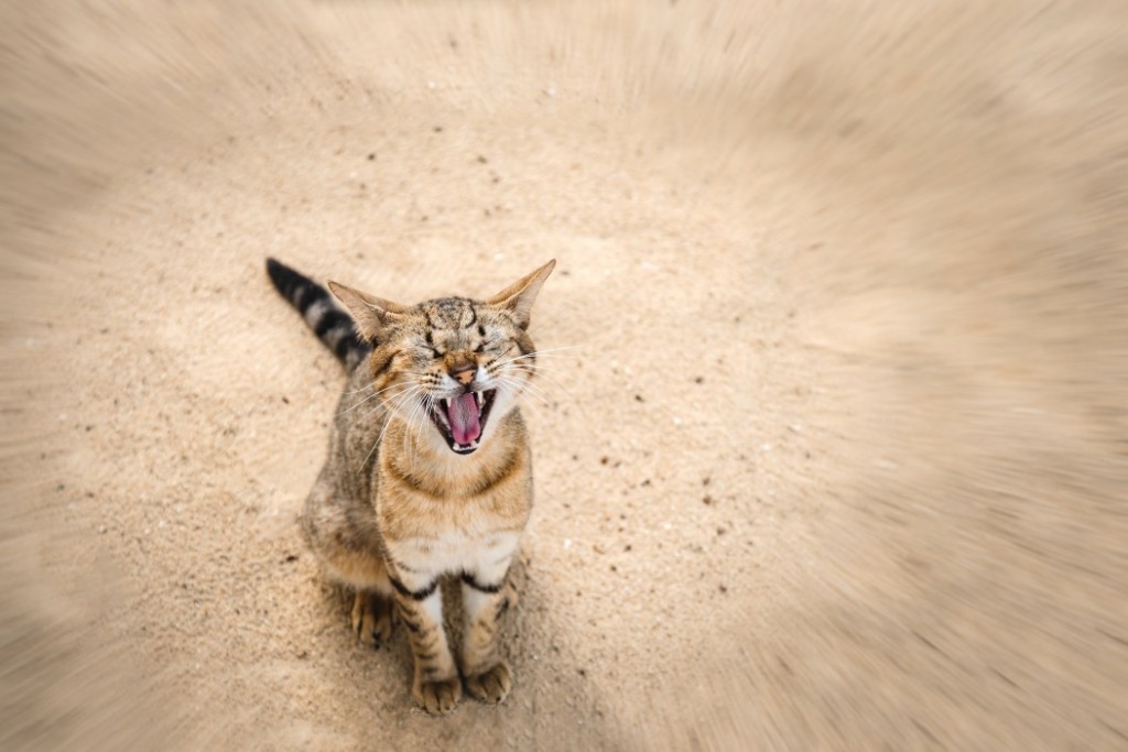 chat des sables