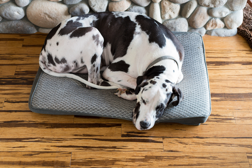 coussin pour grand chien