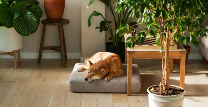 coussin pour un grand chien